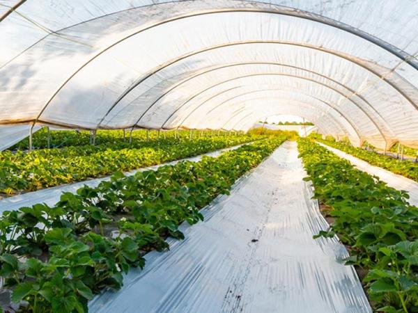 دانية الزراعية JPG