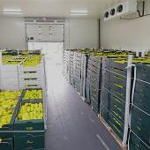 Post-Harvest Solutions