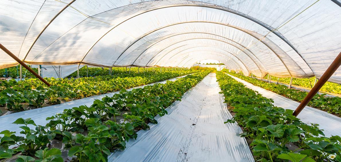 Dania Agricultural Imag Large